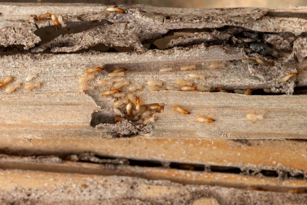 Best Termite Control Services  in Country Squire Lakes, IN